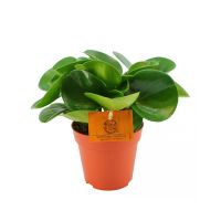 Uit onze Eden Collection ⌀10,5cm - afbeelding 2