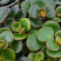 Uit onze Eden Collection ⌀10,5cm - afbeelding 3