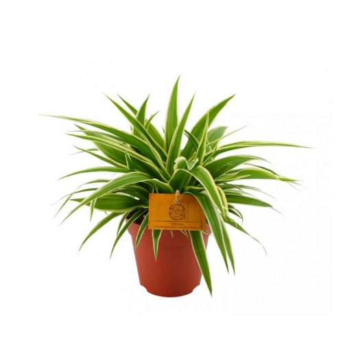 Uit onze Eden Collection ⌀10,5cm - afbeelding 1