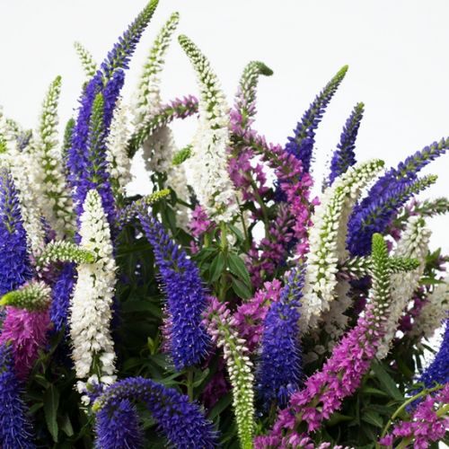 Veronica - diverse kleuren - afbeelding 2