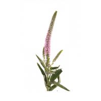 Veronica - diverse kleuren - afbeelding 1