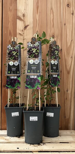 Verticaal groen pakket - Akebia - Schaduw - Draadset - afbeelding 1