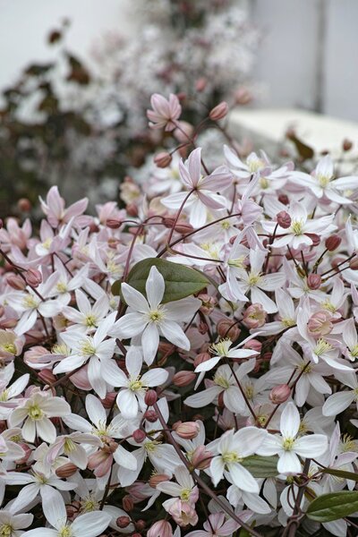 Clematis m