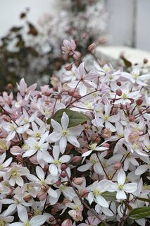 Clematis m