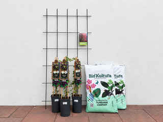 Clematis V - Schaduw - Draadset - afbeelding 3