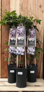Clematis m