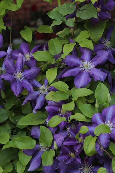 Clematis M - Zon - Draadset - afbeelding 2