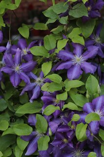 Clematis M - Zon - Draadset - afbeelding 2