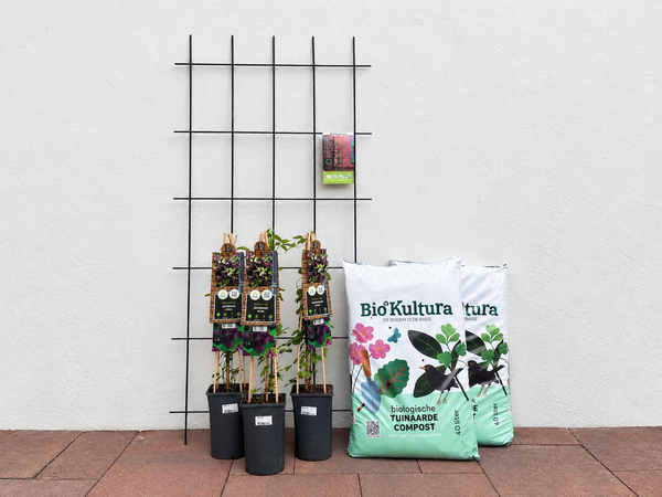Clematis M - Zon - Draadset - afbeelding 3