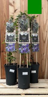 Verticaal groen pakket - Zon - Clematis M
