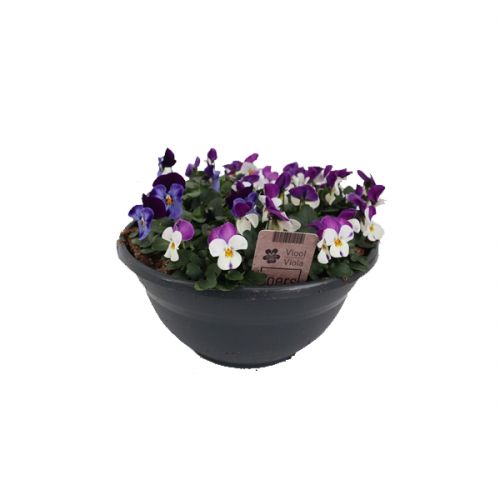 Viooltjes in schaal