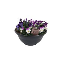 Viooltjes in schaal