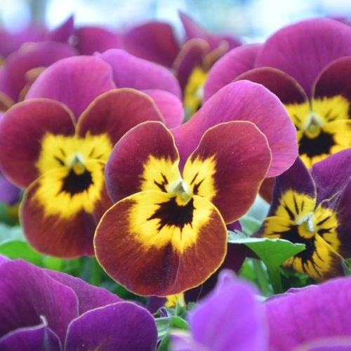 Viooltjes (tray à 12 stuks) - afbeelding 2