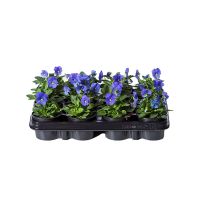 Viooltjes (tray à 12 stuks) - afbeelding 1