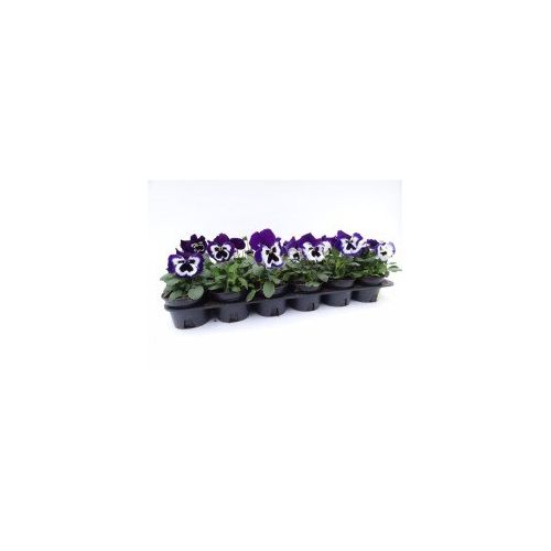 Viooltjes (tray à 18 stuks) - afbeelding 1