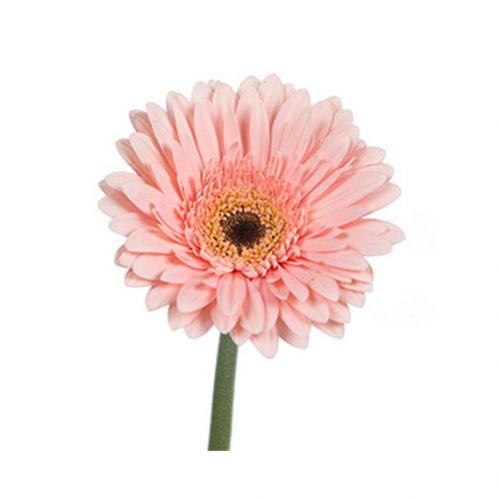 Gerbera klein - diverse kleuren
