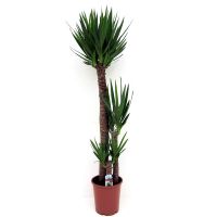 Yucca ⌀27 cm