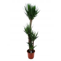 Yucca ⌀32 cm