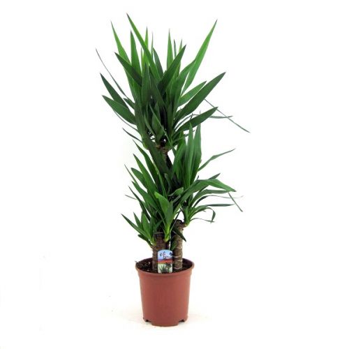 Yucca ⌀21 cm
