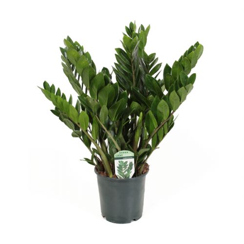 Zamioculcas Lucky Classic ⌀17cm