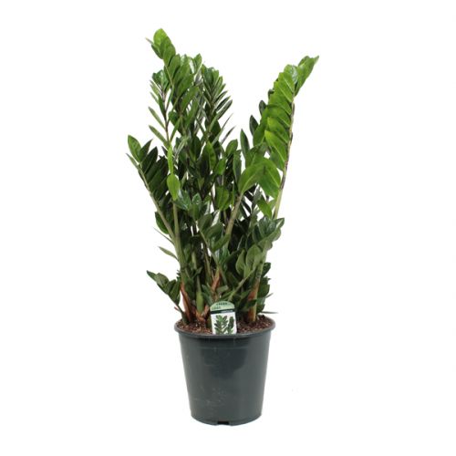 Zamioculcas Lucky Classic ⌀21cm