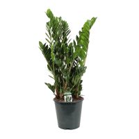 Zamioculcas Lucky Classic ⌀21cm