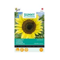 Zonnebloem Lemon Queen - afbeelding 1