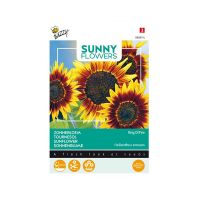Zonnebloem Ring of Fire - afbeelding 1